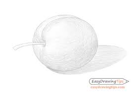 How To Draw A Plum Step By Step Easydrawingtips Here are some easy and cool things to draw if you are looking to help sharpen your artist eye and get better at drawing. how to draw a plum step by step