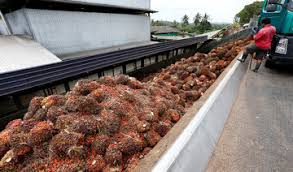 Palm oil company in malaysia. Palm Oil Arab News