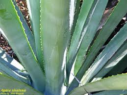 Image result for Agave sisalana