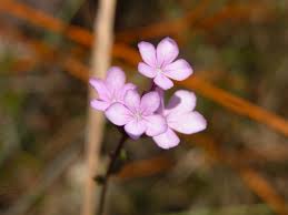 Image result for Buchnera