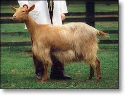 Bu sözcük, aynı zamanda greatest of all time'ın kısaltması. British Goat Society Breeds Of Goats 2 Breeds Goats Breeding Goats