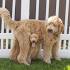 Goldendoodle Puppies for Sale - PuppyFind