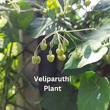 Image result for Pergularia daemia