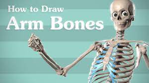 Learn How To Draw The Arm Bones From Start To Finish This Anatomy Lesson Explains The Humerus Radius And Ulna Bone Anatomy For Artists Arm Bones Arm Drawing
