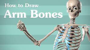 If this be examined with a rather low power the bone will be seen to be mapped out into a number of circular districts each consisting of a central hole surrounded by a number of. Drawing Arm Bones Anatomy For Artists Youtube