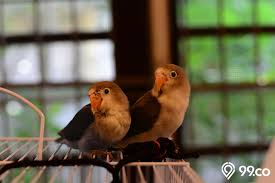 We did not find results for: 8 Cara Ternak Lovebird Termudah Di Rumah Bagi Pemula Perlu Dicoba
