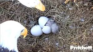 How big can bald eagles get? Eaglet Hatches On Camera What Are Its Chances Of Survival