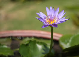 Image result for Nymphaea maculata