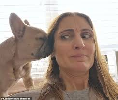 Hilarious moment Albert the French Bulldog refuses to leave 'grandaddy day  care'