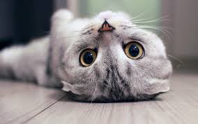 Sirin Ve Tuylu Scottish Fold Ozellikleri Ve Bakimi Vetrium Cayyolu Veteriner Klinigi