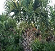 Image result for Sabal etonia