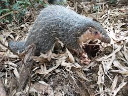 An endangered sunda pangolin at the carnivore and pangolin conservation center in cuc phuong national park, vietnam. The Plight Of The Pangolin In China The Third Pole