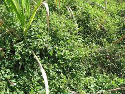 Image result for Rhynchosia galpinii