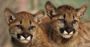How fast can a moose run? We Re Not Mountain Lion About These Facts The National Wildlife Federation Blog The National Wildlife Federation Blog