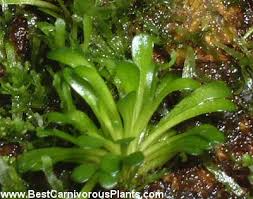 Image result for Genlisea margaretae