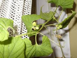 Image result for Momordica foetida