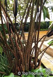 Image result for Clerodendrum johnstonii