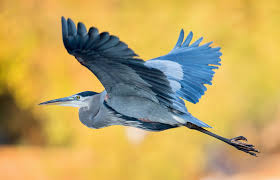 Great Blue Heron Flying In A Golden Light John Tancredi Flickr Heron Photography Heron Art Blue Heron