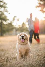 Happy Tails Brooks Dog Family Pictures Dog Photoshoot Animal Photography