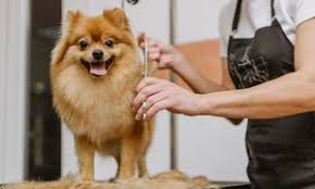 Maybe you would like to learn more about one of these? Dubai Dog Grooming Coupons And Vouchers Save Up To 70 On Dog Grooming In Dubai With Groupon Ae