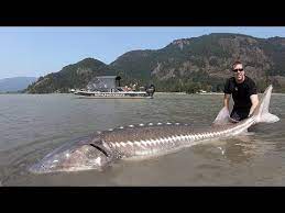 Enjoy some of the best sturgeon fishing in the world with the pemberton fish finder. Catch And Cook Sturgeon How To Catch Giant Sturgeon Youtube