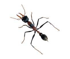 We did not find results for: Pest Library Bug Catchers Pest Control