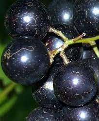 How To Grow Muscadine Grapes In Your Garden Growing Grapes Grape Trellis Growing Raspberries
