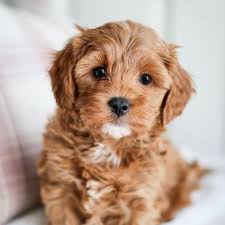 Tips on taking care of the cavadoodle. Cavapoo Puppies For Sale Golden Valley Puppies Cavapoo Puppies King Charles Cavalier Mix Poodle Mix Cavadoodle Puppies For Sale Cavapoo Breeder Cavadoodle Breeder Iowa Breeder Puppies For Sale In Iowa Cavapoo