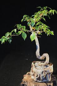 Image result for Commiphora mossambicensis