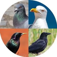 Maybe you would like to learn more about one of these? Systeme D Eloignement Des Oiseaux Grace Au Laser