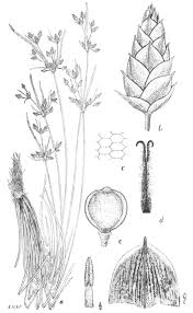 Image result for Fimbristylis scabrida