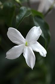 Image result for Jasminum