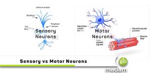 Check spelling or type a new query. Difference Between Sensory And Motor Neurons Biomadam
