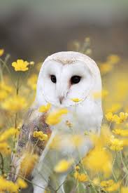Looking For Similar Pins Follow Me Pinterest Com Kevinohlsson Ohlsson Link Portfolio I Love Owl For Dream Big Little One Limi Owl Wallpaper Owl Barn Owl