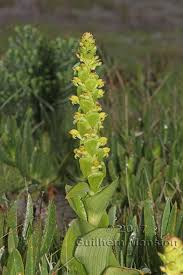 Image result for Satyrium