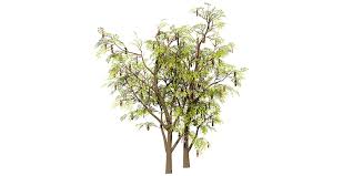 Image result for Acacia brevispica