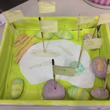 Love the detail in this cell model! Science Year 7 Model Cell Homework Competition