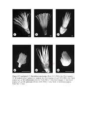 Image result for Macledium zeyheri