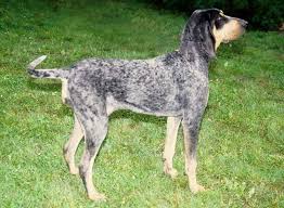 Image result for bernský honič