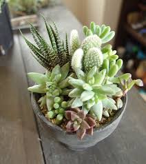 不器用さんでもできるよ 多肉植物の寄せ植えをしよう Lovegreen ラブグリーン