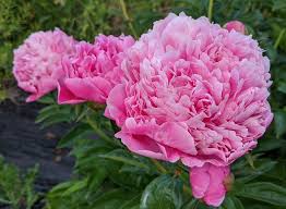 Maybe you would like to learn more about one of these? Planting Your Peony Lyndaker Farms
