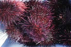 Where To Get Sea Urchin, Santa Barbara