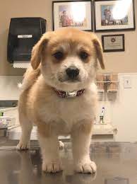 Check spelling or type a new query. Cousin Just Rescued This Little Corgi Pomeranian Mix 9gag