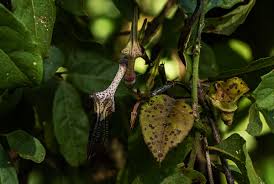 Image result for Ceropegia arenarioides