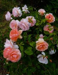 Roses From My Garden Heaven On Earth From Heritage Roses