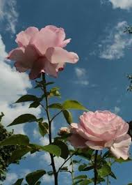 We did not find results for: 35 Most Beautiful Flower Wallpapers Beautifulflowerwallpapers Dailypinmag Mostbeautifulflower Mostbeauti Flower Aesthetic Aesthetic Roses Flower Wallpaper