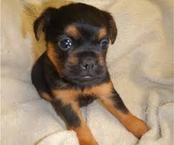 We did not find results for: Chihuahua Dogs For Adoption In Maryland Usa Page 1 10 Per Page Puppyfinder Com