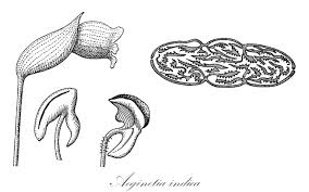 Image result for Buchnera leptostachya