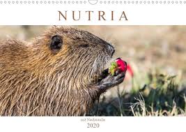 Nutria Nachwuchs Kalender Wandkalender