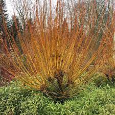 Salix alba, commonly called white willow, is native to europe, central asia and northern africa. Salix Alba Britzensis Buy Scarlet Or Coral Bark Willow Trees